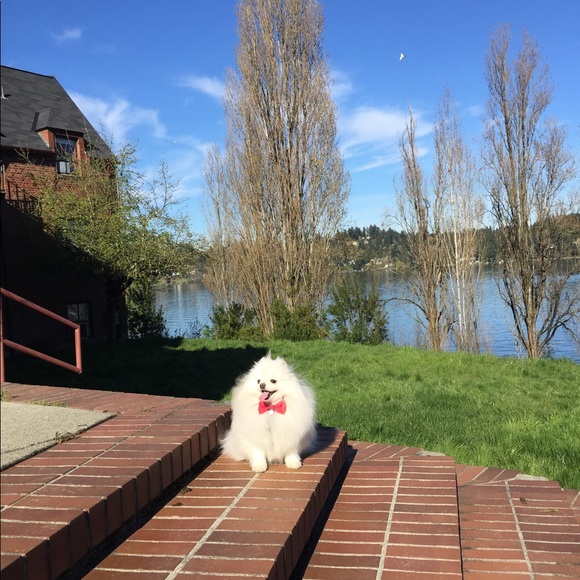 Meet your Posher, Arabella - Picture 4 of 8